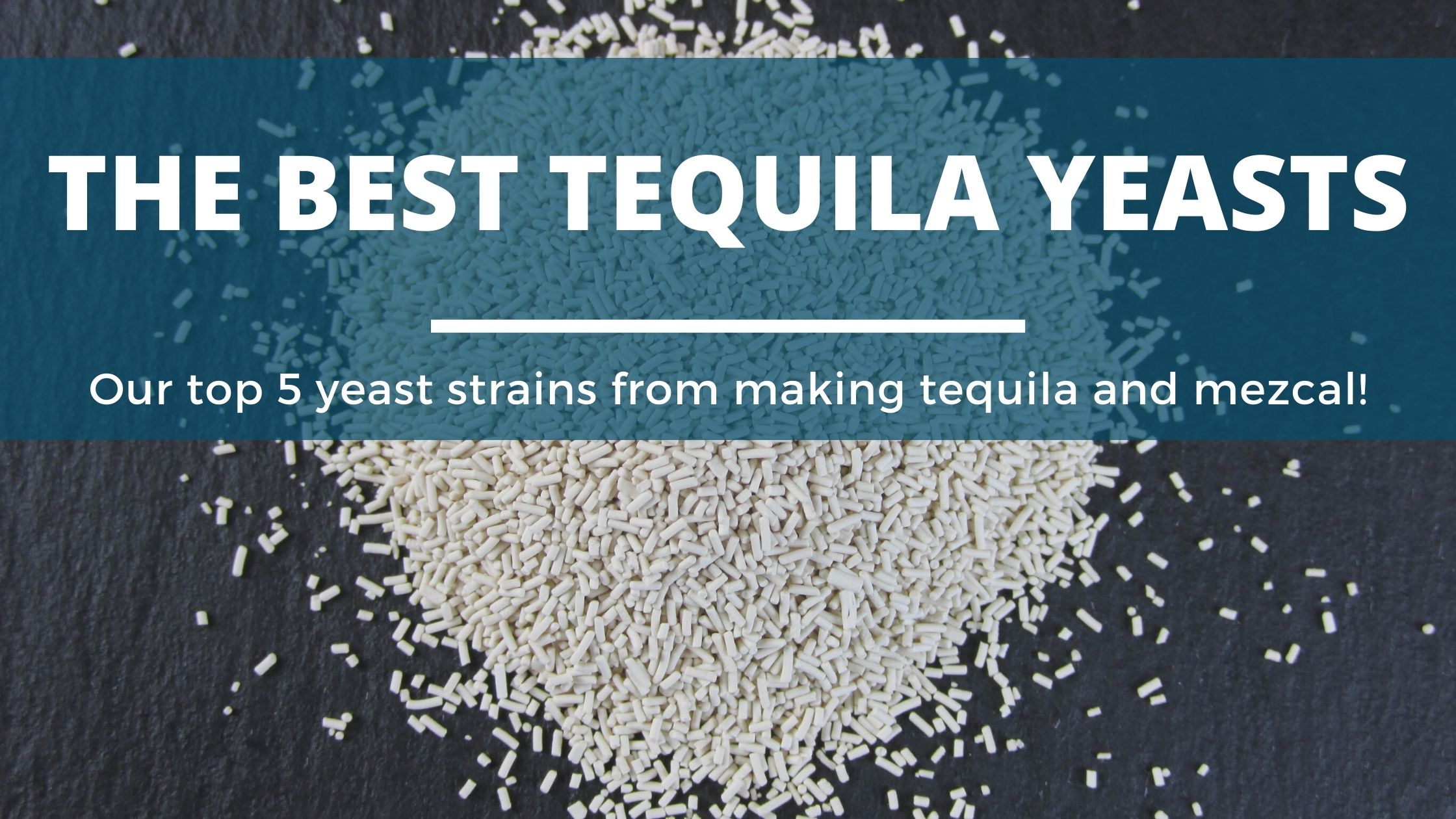 Image of DIY Distilling The best yeast for making tequila and mezcal