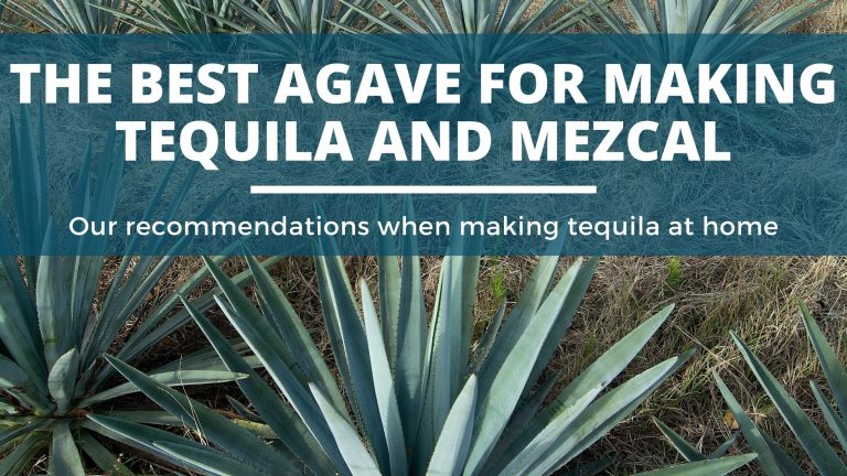 The Best Agave For Making Tequila And Mezcal