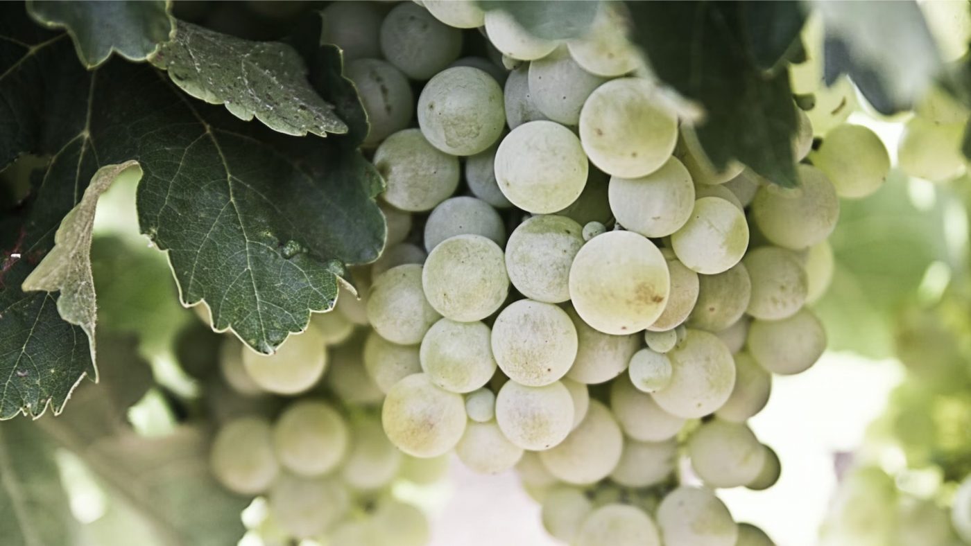 The Best Grapes For Making Brandy (Read This First!) 2 Image of DIY DISTILLING Best grapes from amking brandy explained